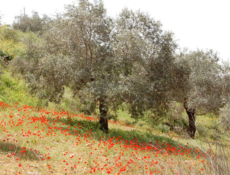 Palestine, enjeux de cartes