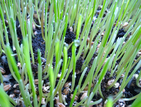 Des mouvements pour « resemer la vie »