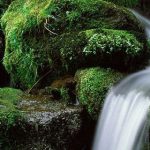 Des réfugiés tunisiens occupent un ancien immeuble du RCD à Paris