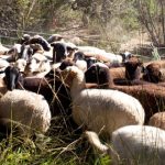 Paysans et politiques, des liens à réinventer