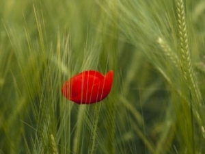 Les Moissons du futur