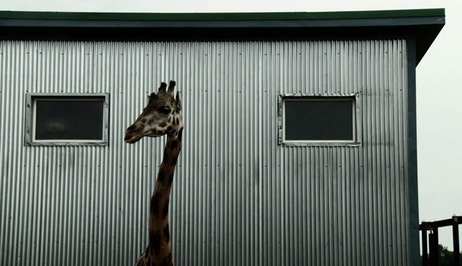 Bestiaire, tout simplement beau