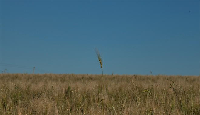 OGM: moraliser les évaluations