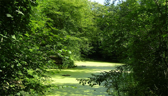 Franciliens : les pieds dans le parc forestier