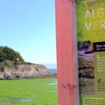 algues-vertes.jpg