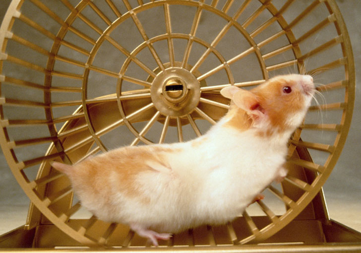 Désastre des départementales : le lemming et les hamsters