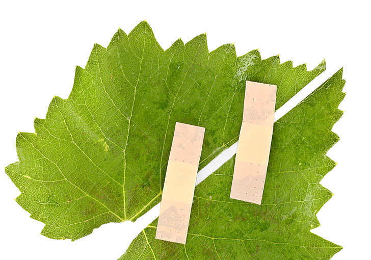 Chez EELV, les frictions avant la scission ?