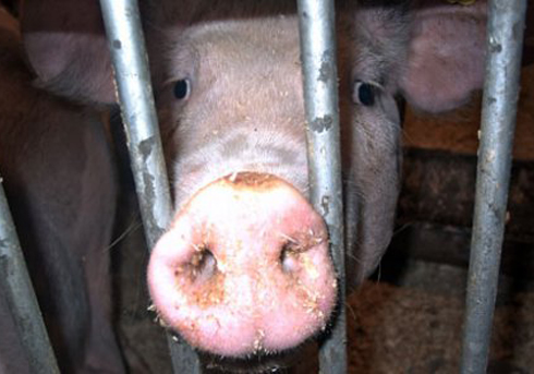 Veaux, vaches, cochons : 10 raisons d’en finir avec l’élevage intensif