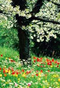 Festival L’Éveil du printemps