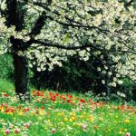 eveil-printemps-home.jpg