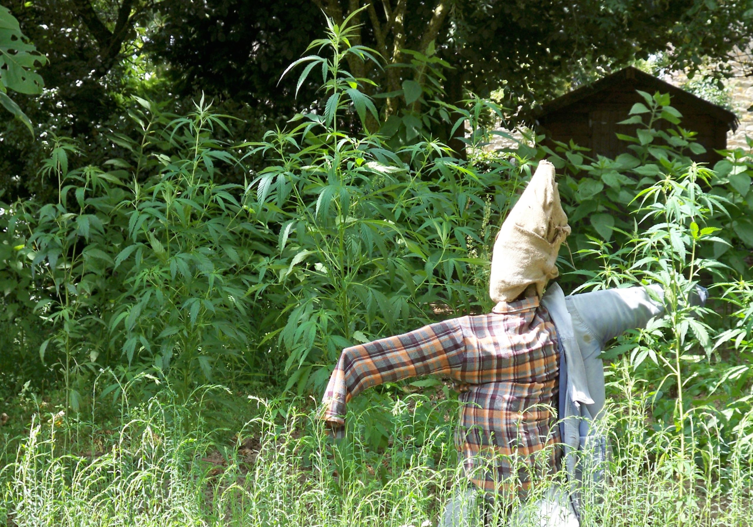 La France va-t-elle enfin se mettre au cannabis thérapeutique ?