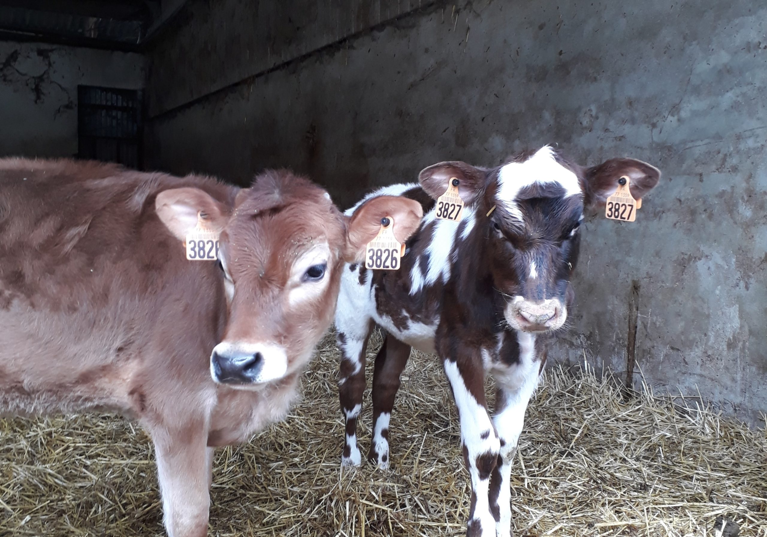 Agriculture : un élevage éthique est-il possible ?