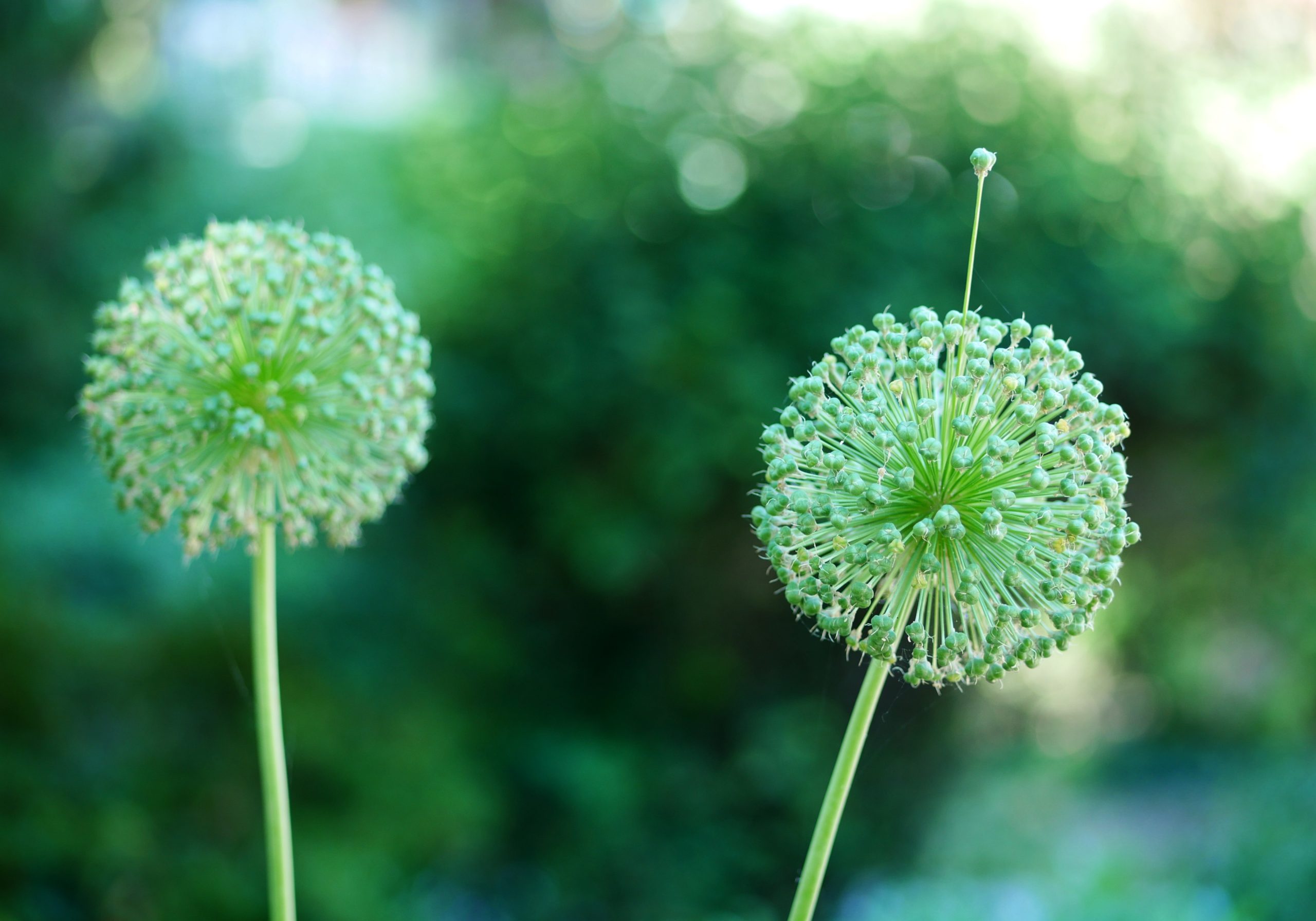 Chronique du Covid (partie III) : urgente offensive des partisans de l’émancipation et de la société civile
